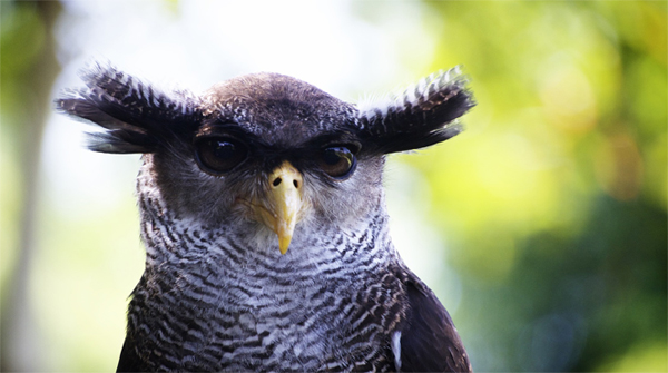 Habt Ihr einen Vogel