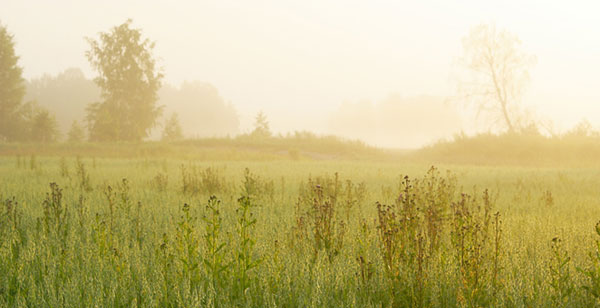 Sommer im November